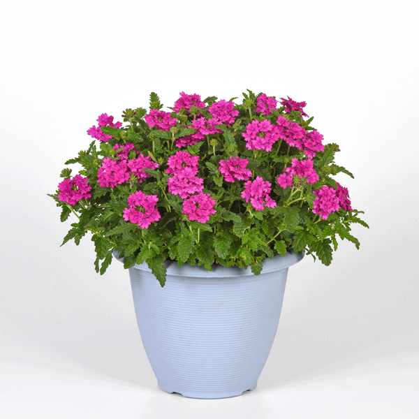 Verbena Cadet Orchid Pink