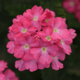 Verbena Cadet Pink P68vercpk - Garden Express Australia