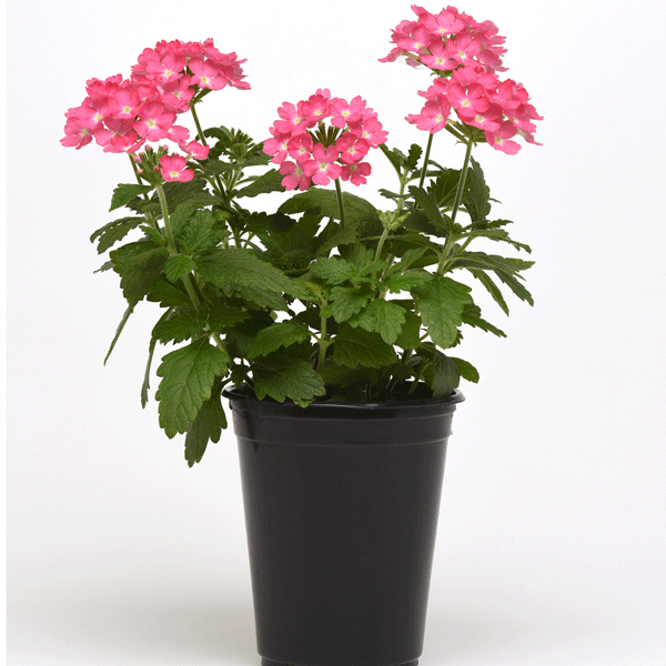 Verbena Cadet Pink