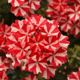 Verbena Firehouse Peppermint P68verfhp - Garden Express Australia