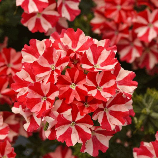 Verbena Firehouse Peppermint