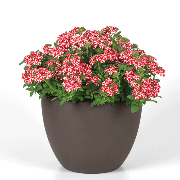 Verbena Firehouse Peppermint