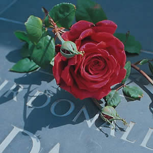 Rose Sir Donald Bradman (Pbr)