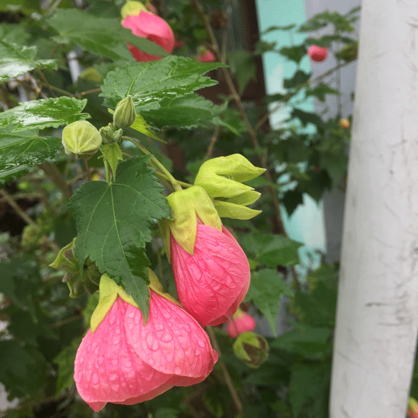 Abutilon Lucky Lantern Pink (Pbr)
