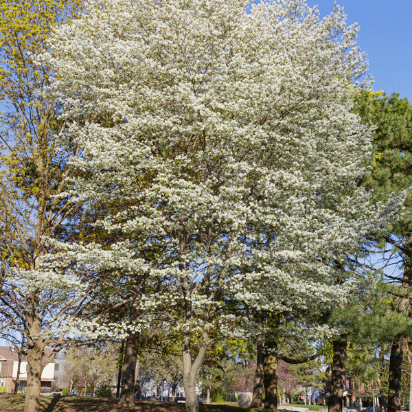 Amelanchier Canadian Serviceberry