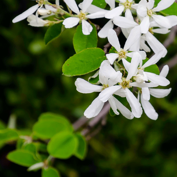 Amelanchier Canadian Serviceberry