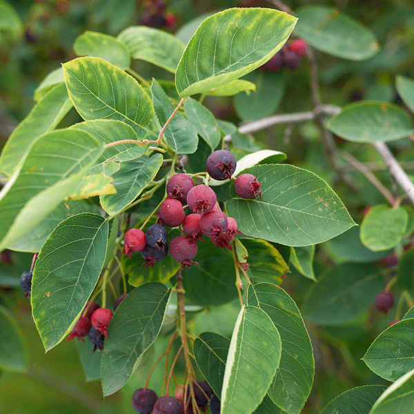Amelanchier Canadian Serviceberry