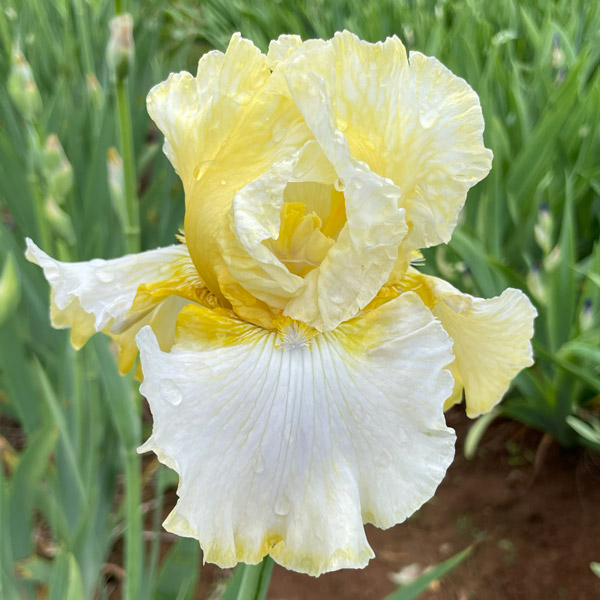 Bearded Iris New Release Collection 2