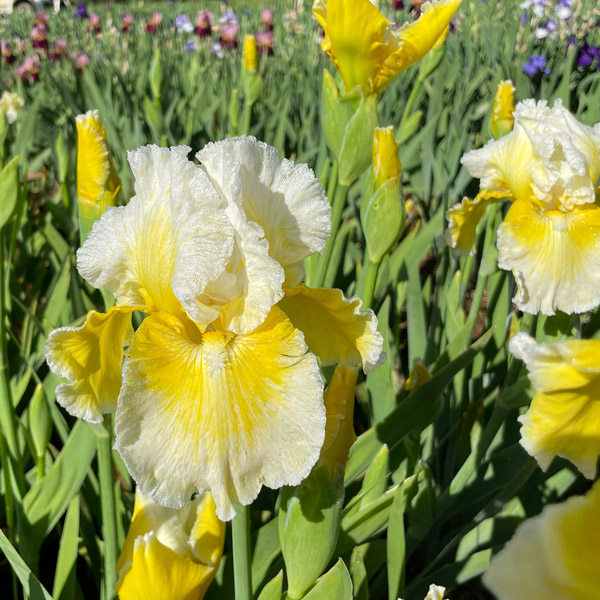 Bearded Iris New Release Collection 1