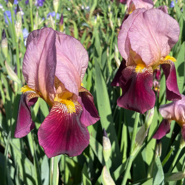 Bearded Iris New Release Collection 1