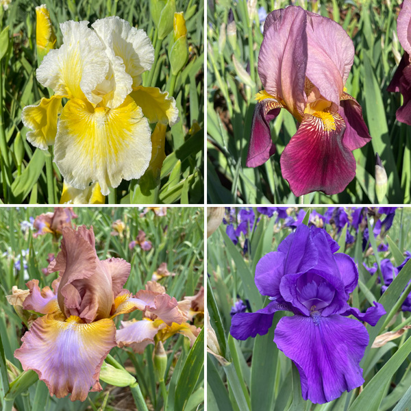 Bearded Iris New Release Collection 1