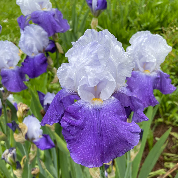 Bearded Iris New Release Collection 2