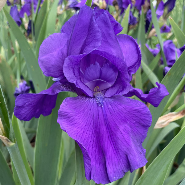 Bearded Iris New Release Collection 1