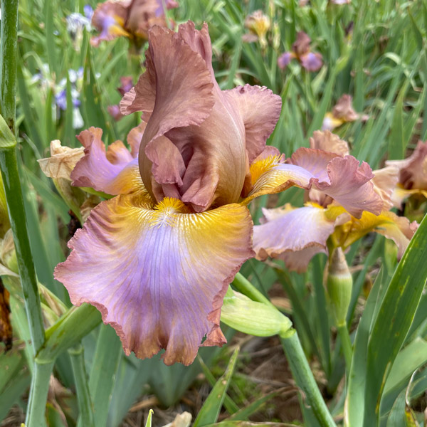Bearded Iris New Release Collection 1