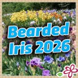 Bearded Iris 2026