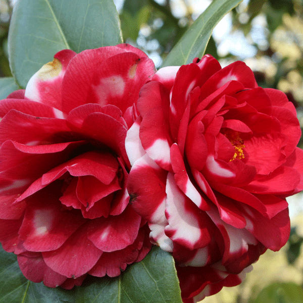 Camellia Emperor Of Russia