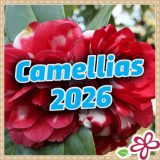 Camellias 2026