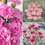 Carnation Collection Colcarcol - Garden Express Australia