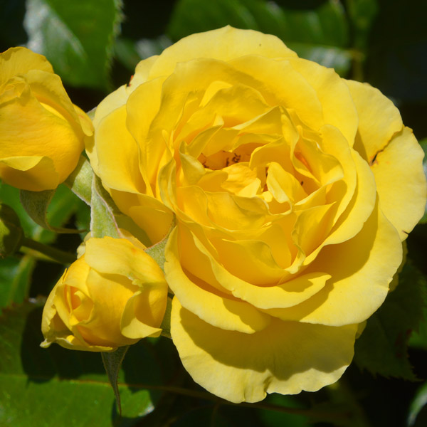 Delbard Rose Cote D Azure