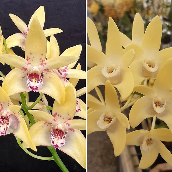 Dendrobium Orchid Hunter Titanum Steroids Am/oscov X Dunokayla Mogo