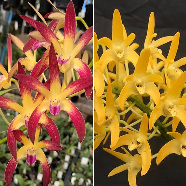 Dendrobium Orchid Jayden Sheen Fcc/aoc X Australian Goldrush Hulk Am/oscov Dendrobium Orchid Jayden Sheen Fcc/aoc X Australian Goldrush Hulk Am/oscov