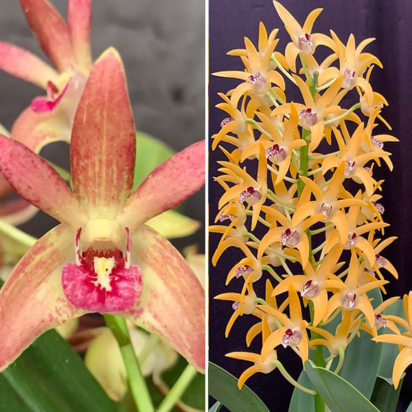 Dendrobium Orchid Jazz Greta X Cosmic Gold Sandy Fcc/aoc