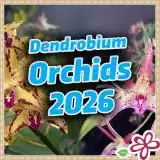 Dendrobium Orchids 2026