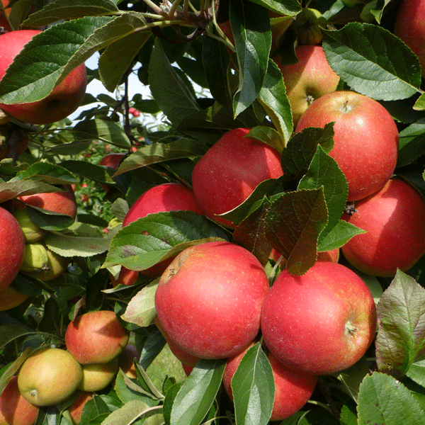Dwarf Apple Sweet Cheeks (Pbr)
