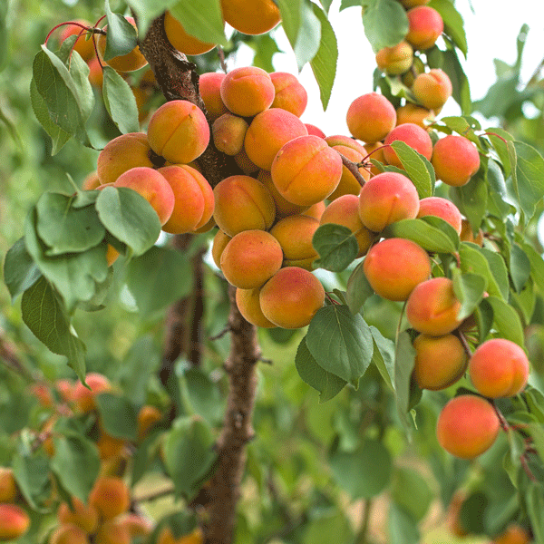 Dwarf Apricot Divinity