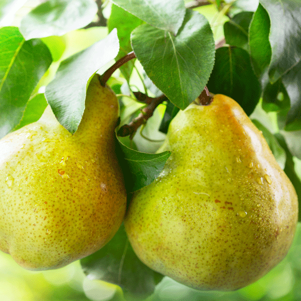 Dwarf Pear Cool Crisp