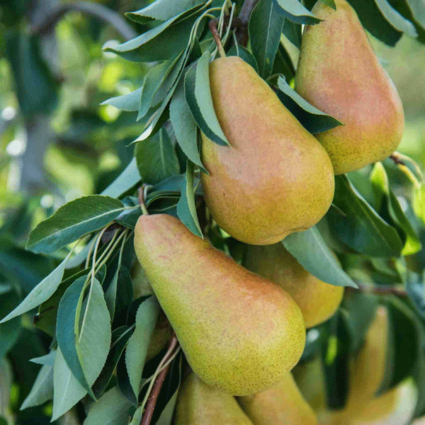 Dwarf Pear Sweet Reward Dwarf Pear Sweet Reward