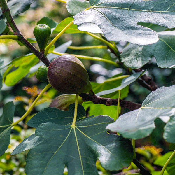 Fig Brown Turkey