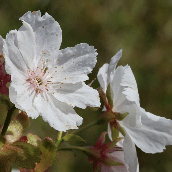 Flowering Cherry- Prunus Tai Haku