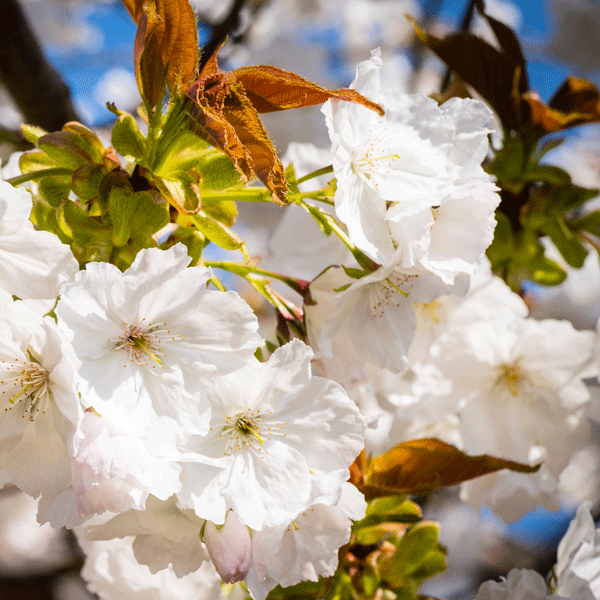 Flowering Cherry- Prunus Tai Haku