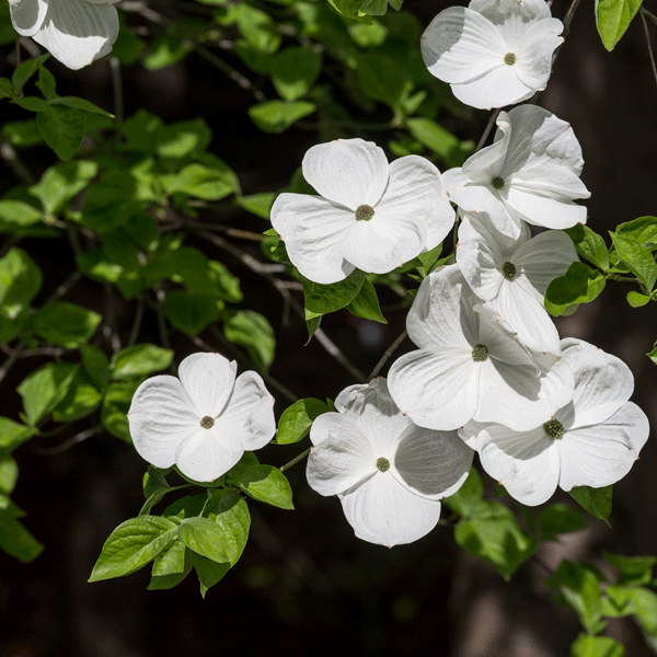Flowering Dogwood Eddies White Wonder