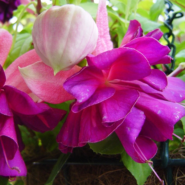 Fuchsia Compact Double Basket Collection 2