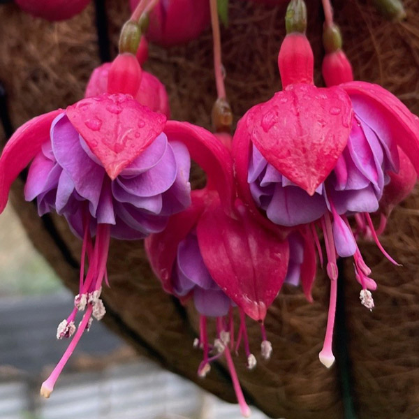 Fuchsia Compact Double Basket Collection 1