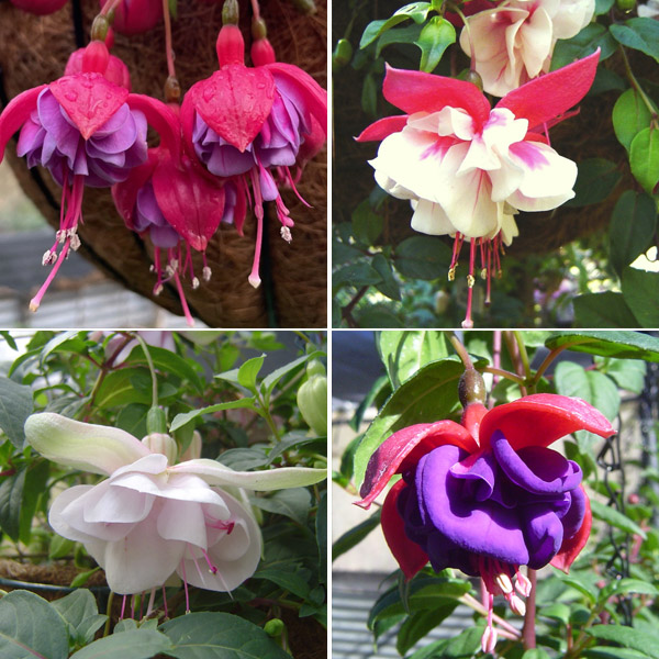 Fuchsia Compact Double Basket Collection 1