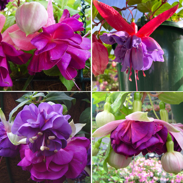 Fuchsia Compact Double Basket Collection 2