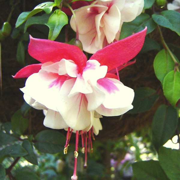 Fuchsia Compact Double Basket Collection 1