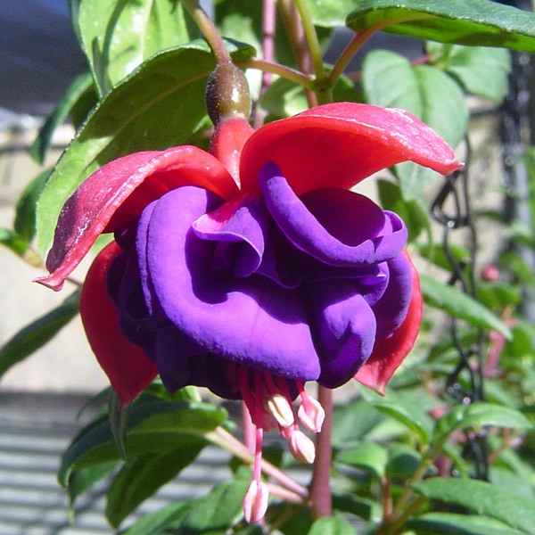 Fuchsia Compact Double Basket Collection 1