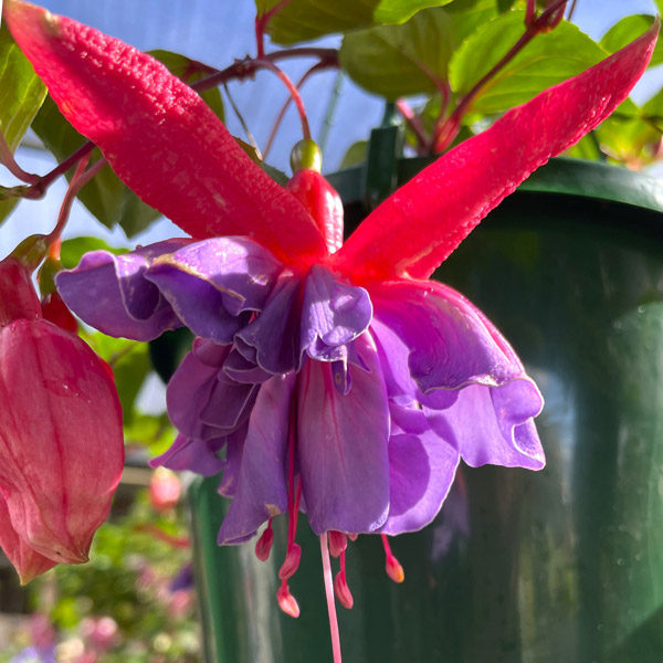 Fuchsia Compact Double Basket Collection 2