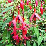 Fuchsia Single Upright Collection 2 Fuchsia Single Upright Collection 2