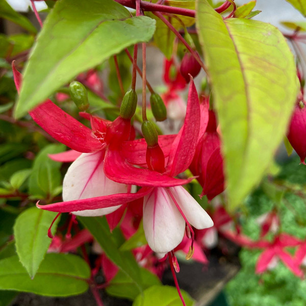 Fuchsia Single Upright Collection 2