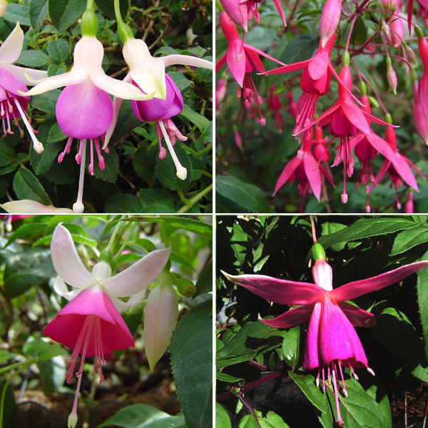 Fuchsia Single Basket Collection