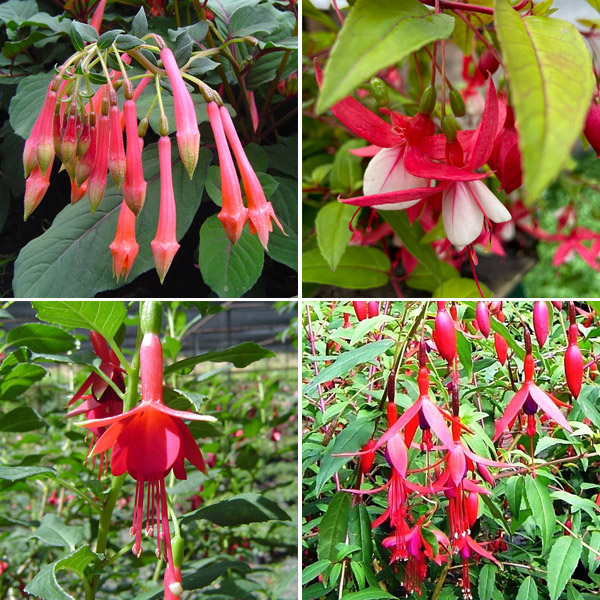 Fuchsia Single Upright Collection 2