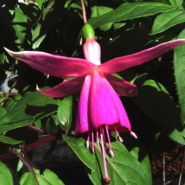 Fuchsia Single Basket Collection