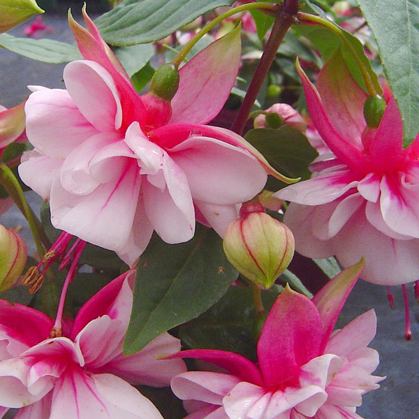 Fuchsia Compact Double Upright Collection