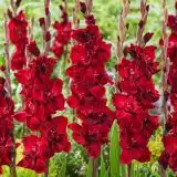 Gladioli Barcelona Pkglabar - Garden Express Australia