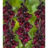 Gladioli Black Surprise